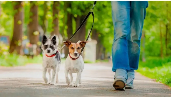Las 11 mejores aplicaciones para ganar dinero por pasear perros